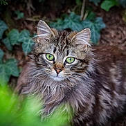 Nala a rejoint le concours — aidez-le/la à gagner de superbes lots ! cat, tabby, green_eyes, fluffy, outdoor, garden, foliage, nature, animal, pet, curious, closeup, wildlife, mammal, portrait, soft_focus, leaves, brown, whiskers, cute
