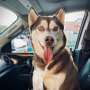 Ami joined the competition — help win amazing prizes! dog, siberian_husky, heterochromia, tongue_out, pet, animal, car_interior, seat, collar, window, parking_lot, sunlight, happy, canine, leash, vehicle, dashboard, side_mirror, seatbelt, fur