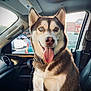 dog, siberian_husky, heterochromia, tongue_out, pet, animal, car_interior, seat, collar, window, parking_lot, sunlight, happy, canine, leash, vehicle, dashboard, side_mirror, seatbelt, fur
