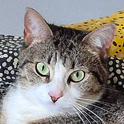 Mercredi a rejoint le concours — aidez-le/la à gagner de superbes lots ! animal, cat, close_up, cozy, curious, domestic_cat, ears, face, feline, fur, green_eyes, indoor, mammal, patterned_cushion, pet, pink_nose, resting, soft_focus, tabby, whiskers