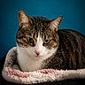 Mercredi a rejoint le concours — aidez-le/la à gagner de superbes lots ! animal, blanket, calm, cat, closeup, comfort, cozy, ears, feline, fur, green_eyes, indoor, pet, pink, portrait, resting, soft_texture, tabby, teal_background, whiskers