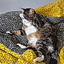 Mercredi participe au concours pour gagner de l'argent avec cette photo : animal, black, blanket, cat, cozy, cute, feline, fur, grooming, indoor, patterned_blanket, paw, pet, relaxing, remote_control, resting, striped, tabby, white, yellow