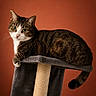 Mercredi a rejoint le concours — aidez-le/la à gagner de superbes lots ! animal, cat, cat_tree, closeup, cozy, curious, ears, feline, fur, indoor, looking, orange_background, paw, pet, portrait, relaxed, resting, tabby, tail, whiskers