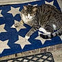 animal, cat, concrete, cute, domestic_cat, door, doormat, fur, mammal, outdoor, paws, pet, relaxing, resting, sidewalk, star_pattern, striped, tabby_cat, tail, whiskers