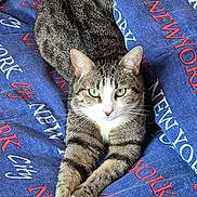 Mercredi participe au concours pour gagner de l'argent avec cette photo : cat, tabby, pet, lying_down, bedspread, blue, text, new_york_city, paws, stretching, green_eyes, feline, domestic_cat, indoor, cute, whiskers, relaxed, animal, fur, striped