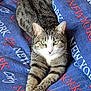cat, tabby, pet, lying_down, bedspread, blue, text, new_york_city, paws, stretching, green_eyes, feline, domestic_cat, indoor, cute, whiskers, relaxed, animal, fur, striped