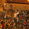 cat, fishing, flowers, garden, house, miniature_people, outdoor, photography, playful, red_shirt, rope_swing, stone_wall, sunglasses, sunset_light, surreal, tabby_cat, toy_mouse, watering_can, wheelbarrow, whimsical