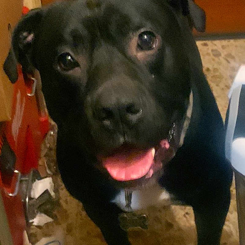 Q Kirby joined the competition — help win amazing prizes! animal, ball, boxer, bulldog, can, canine, clothing, dog, face, head, hound, labradorretriever, person, pet, puppy, sport, tennis, tennisball, tin, wood