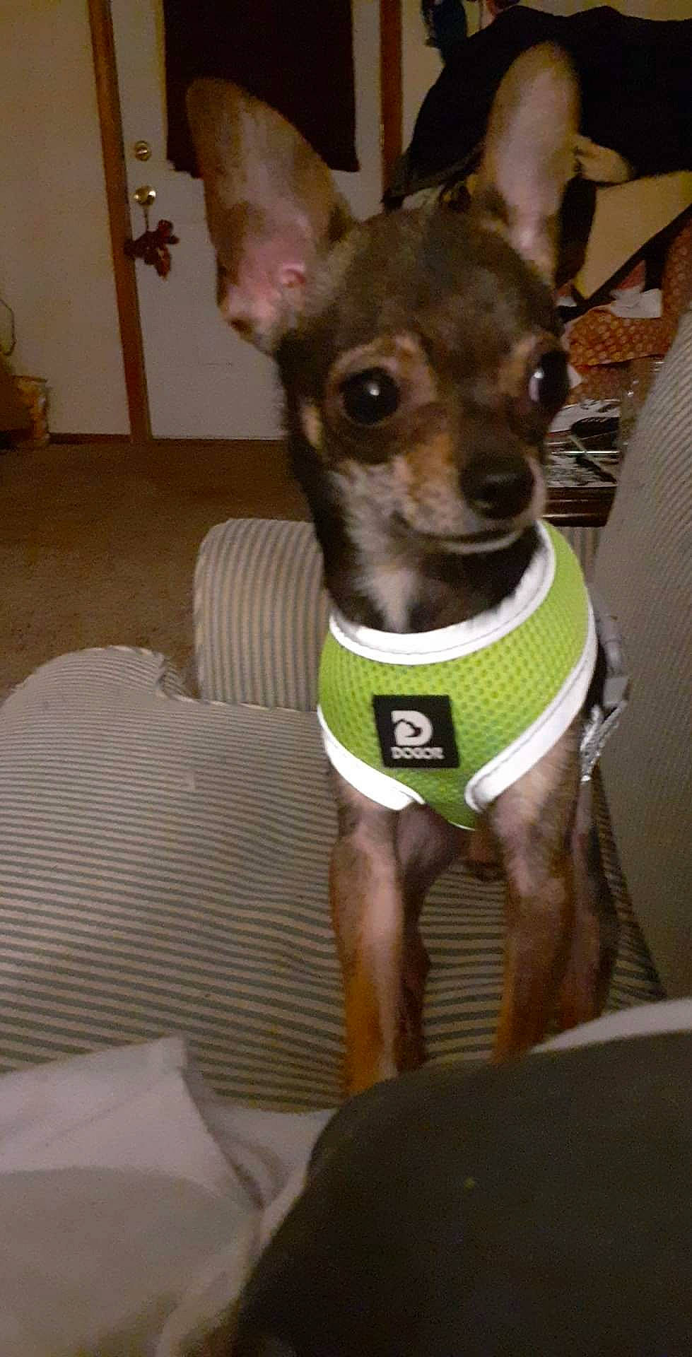 Chance is registered to the contest to win money with this photo: canidae, carnivore, collar, comfort, companion_dog, dog, dog_breed, dog_collar, dog_supply, fawn, fur, non_sporting_group, pet_supply, snout, sporting_group, terrestrial_animal, toy_dog, whiskers, working_animal