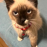 Roxy is registered to the contest to win money with this photo: kitten, cat, siamese, blue_eyes, collar, bell, whiskers, paws, fur, pet, animal, indoor, blanket, blue, curious, cute, feline, young, looking_up, closeup