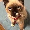 kitten, cat, siamese, blue_eyes, collar, bell, whiskers, paws, fur, pet, animal, indoor, blanket, blue, curious, cute, feline, young, looking_up, closeup