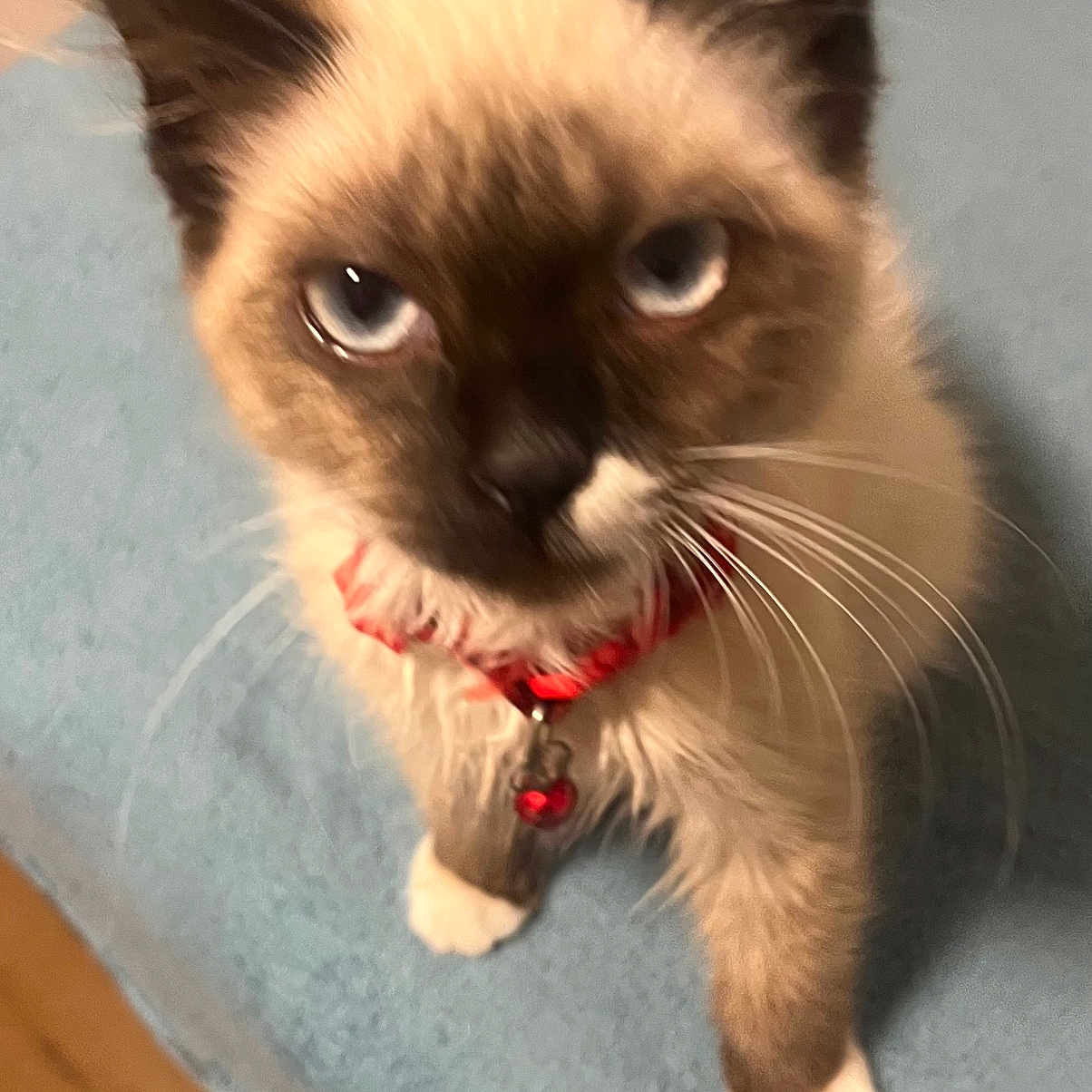 Roxy is registered to the contest to win money with this photo: kitten, cat, siamese, blue_eyes, collar, bell, whiskers, paws, fur, pet, animal, indoor, blanket, blue, curious, cute, feline, young, looking_up, closeup