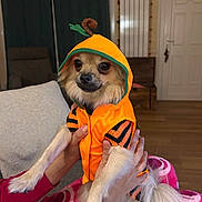 Zelda a rejoint le concours — aidez-le/la à gagner de superbes lots ! animal, blanket, costume, cozy, cute, dog, door, fluffy, furniture, hands, home, indoor, living_room, orange_hoodie, person_holding, pet, radiator, small_dog, warm_clothing, wood_floor