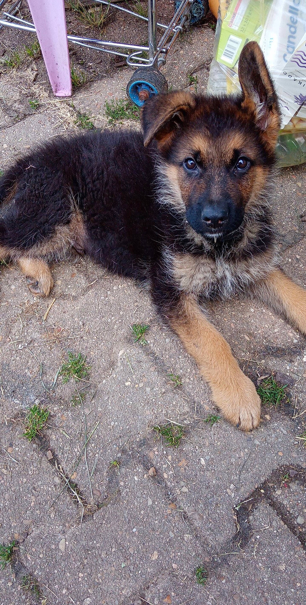 Loup a rejoint le concours — aidez-le/la à gagner de superbes lots ! canidae, carnivore, dog, dog_breed, fawn, fur, german_shepherd_dog, grass, herding_dog, old_german_shepherd_dog, plant, snout, soil, sporting_group, terrestrial_animal, tree, whiskers, wildlife, working_animal, working_dog