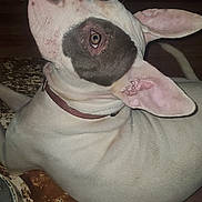 Luna joined the competition — help win amazing prizes! adult, animal, bostonbull, boxer, bulldog, canine, clothing, dog, frenchbulldog, hardwood, hound, jeans, male, man, pants, person, pet, pitbull, puppy, wood