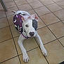 accessories, animal, ball, bostonbull, boxer, bulldog, canine, dog, football, hound, husky, leash, pet, pitbull, puppy, soccer, soccerball, sport, strap, whitedog