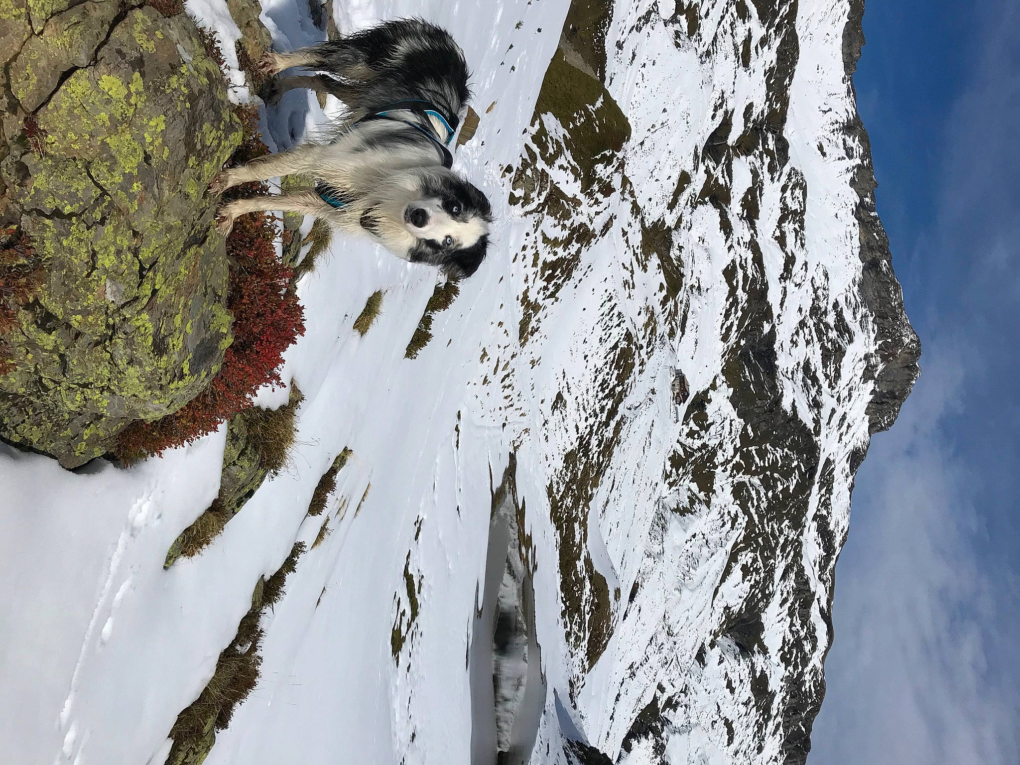 Kinaï participe au concours pour gagner de l'argent avec cette photo : freezing, frost, geological_phenomenon, glacial_landform, ice_cap, massif, mountain, nunatak, plant, recreation, rock, sky, slope, snow, tree, trunk, twig, winter, wood, woody_plant