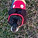 Buddy