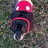 animal, button, canine, costume, cute, dog, footwear, grass, headwear, leash, looking_up, mickey_mouse, outdoor, pet, puppy, small_dog, sneakers, sweater, white_shoes, winter_clothing