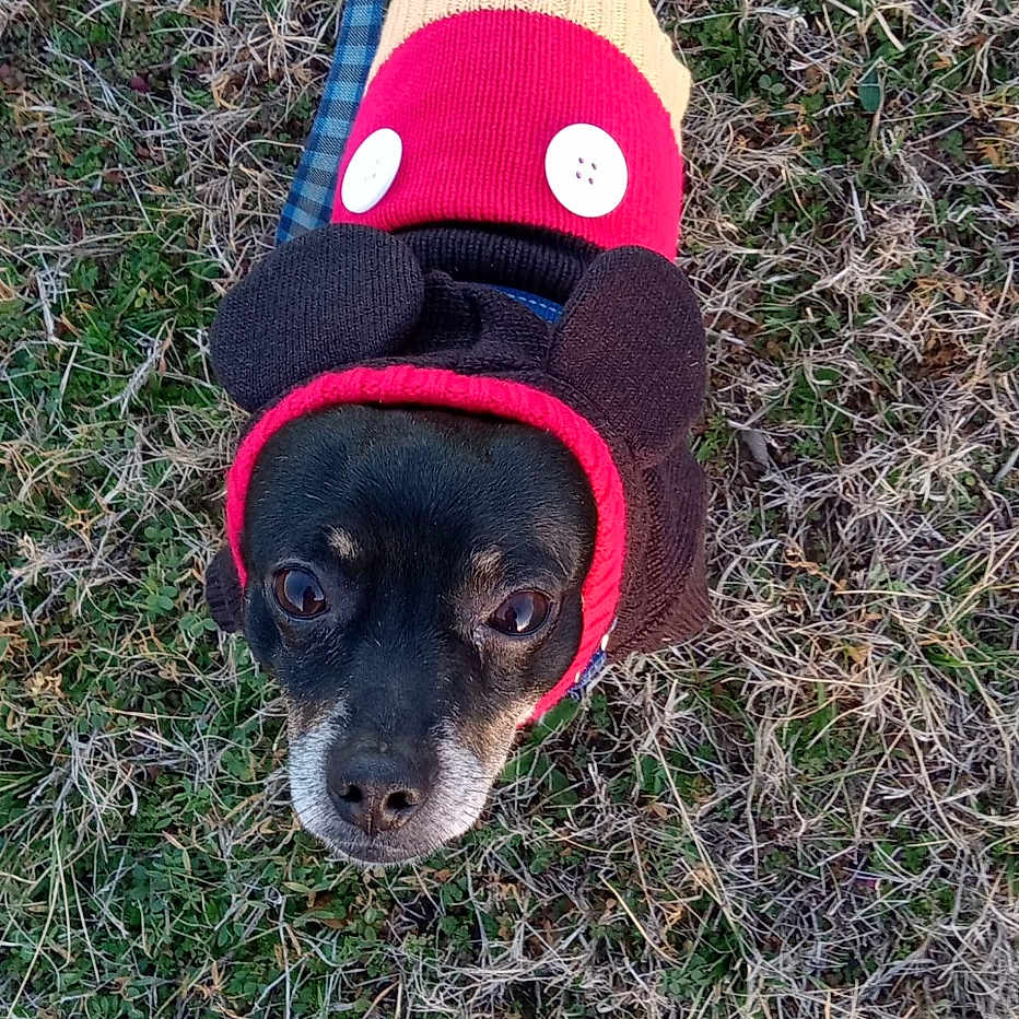Buddy
