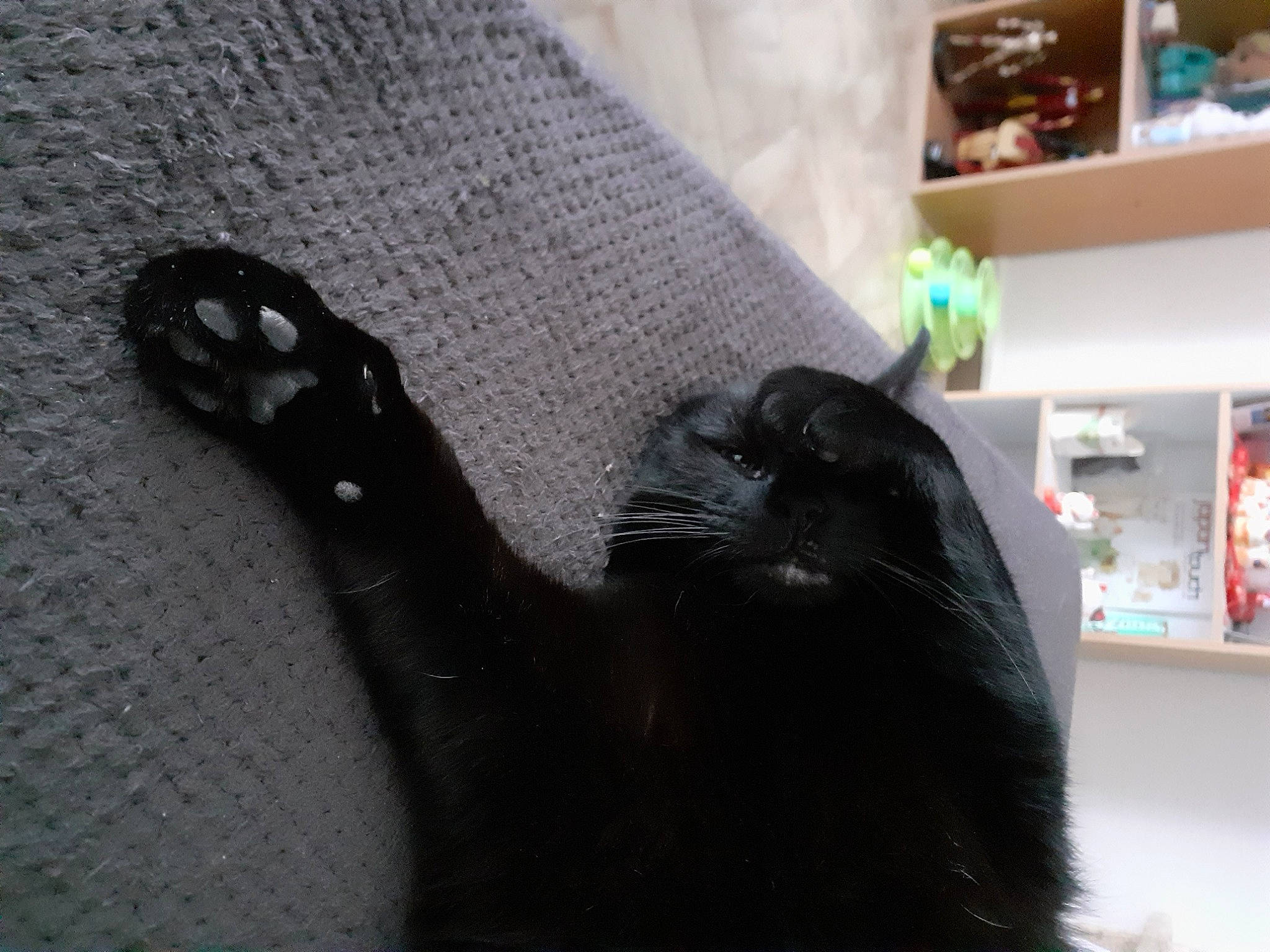 Bagherra a rejoint le concours — aidez-le/la à gagner de superbes lots ! black_cat, bombay, carnivore, cat, claw, comfort, companion_dog, dog_breed, felidae, flooring, foot, fur, grey, human_leg, liver, shelf, small_to_medium_sized_cats, snout, tail, whiskers