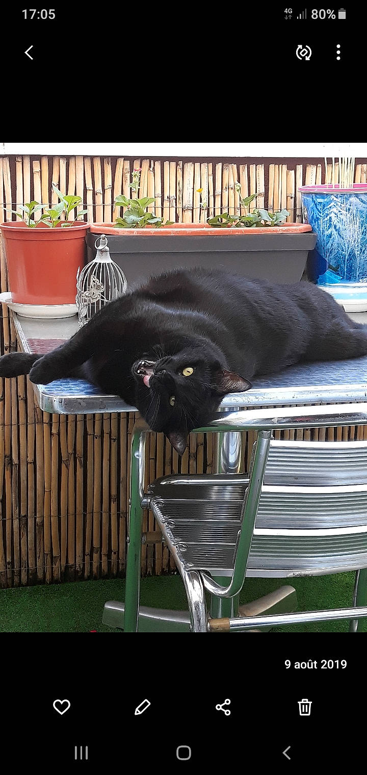 Bagherra participe au concours pour gagner de l'argent avec cette photo : black_cat, bombay, carnivore, cat, comfort, domestic_short_haired_cat, felidae, grass, grey, light, mammal, outdoor_furniture, pet_supply, plant, small_to_medium_sized_cats, studio_couch, tail, vertebrate, whiskers, wood