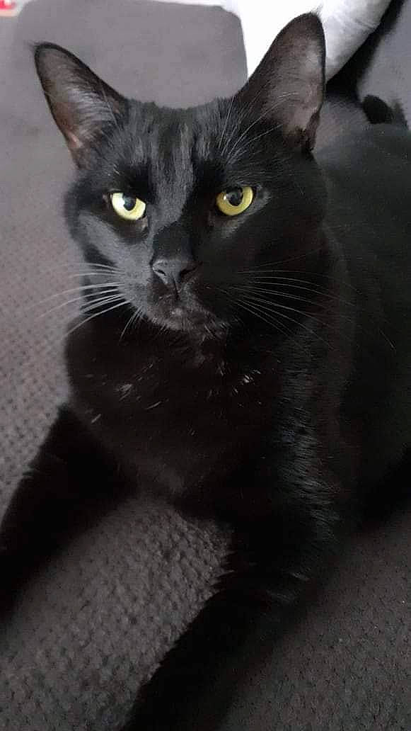 Bagherra participe au concours pour gagner de l'argent avec cette photo : black_cat, bombay, carnivore, cat, domestic_short_haired_cat, eye, felidae, fur, grey, havana_brown, monochrome_photography, small_to_medium_sized_cats, snout, terrestrial_animal, whiskers