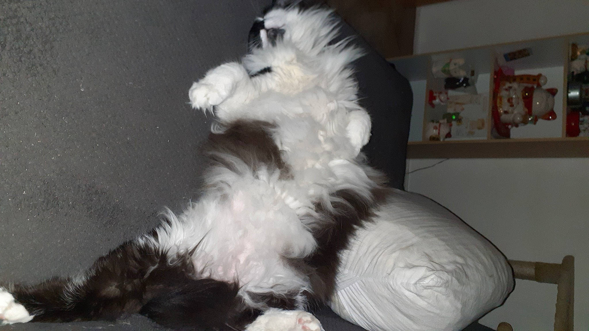 Yamakasi participe au concours pour gagner de l'argent avec cette photo : carnivore, comfort, companion_dog, dog_breed, fur, monochrome, monochrome_photography, natural_material, paw, picture_frame, small_terrier, tail, toy, whiskers