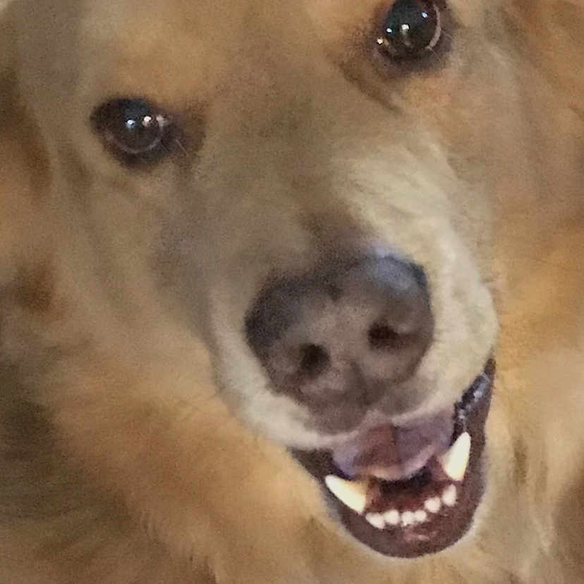 Bear is registered to the contest to win money with this photo: ancient_dog_breeds, canidae, carnivore, companion_dog, dog, dog_breed, fawn, golden_retriever, labrador_retriever, mammal, nose, photo_caption, photography, rare_breed_dog, retriever, snout, sporting_group, street_dog, vertebrate, whiskers