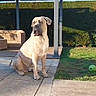 Valak a rejoint le concours — aidez-le/la à gagner de superbes lots ! dog, outdoor, patio, shade, hedge, grass, blue_sky, ball, sunlight, sitting, alert, fence, wooden_deck, daytime, pet, canine, backyard, relaxed, nature, animal