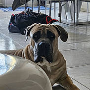 Valak participe au concours pour gagner de l'argent avec cette photo : dog, indoor, floor, tile, chair, bag, modern, furniture, pet, animal, brown_dog, large_dog, resting, looking, ears, paws, wrinkles, expression, room, light
