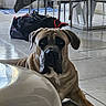 dog, indoor, floor, tile, chair, bag, modern, furniture, pet, animal, brown_dog, large_dog, resting, looking, ears, paws, wrinkles, expression, room, light