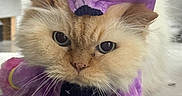 Harold is registered to the contest to win money with this photo: cat, costume, purple, unicorn, pet, animal, fur, whiskers, ears, face, indoor, floor, cute, expression, lying_down, soft_toys, playful, domestic_cat, pet_clothing, fluffy