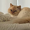 Harold joined the competition — help win amazing prizes! cat, bed, pillow, fluffy, cream_color, indoor, pet, feline, relaxed, cute, resting, video_call, person, smiling, blanket, cozy, home, curious, animal, face
