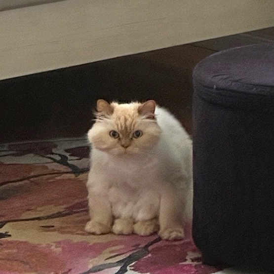 Harold joined the competition — help win amazing prizes! cat, fluffy, cream_colored, indoor, rug, patterned_rug, ottoman, furniture, pet, animal, cute, sitting, looking, ears, whiskers, home, floor, domestic_cat, feline, curious