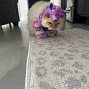 Harold is registered to the contest to win money with this photo: cat, costume, purple, unicorn, pet, indoor, floor, rug, animal, feline, fluffy, funny, clothing, kitchen, appliance, decor, whiskers, ears, cute, mammal