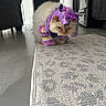 cat, costume, purple, unicorn, pet, indoor, floor, rug, animal, feline, fluffy, funny, clothing, kitchen, appliance, decor, whiskers, ears, cute, mammal