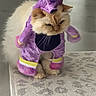 Harold is registered to the contest to win money with this photo: cat, costume, purple, unicorn, pet, fluffy, animal, indoor, fur, cute, dress_up, sitting, grumpy, whiskers, paws, home, carpet, adorable, funny, mammal
