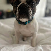 Frank is registered to the contest to win money with this photo: animal, bed, close_up, collar, companion, curious, cute, dog, domestic, ears, face, french_bulldog, furry, household, indoor, mammal, pet, portrait, sitting, white_bed
