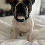 animal, bed, close_up, collar, companion, curious, cute, dog, domestic, ears, face, french_bulldog, furry, household, indoor, mammal, pet, portrait, sitting, white_bed