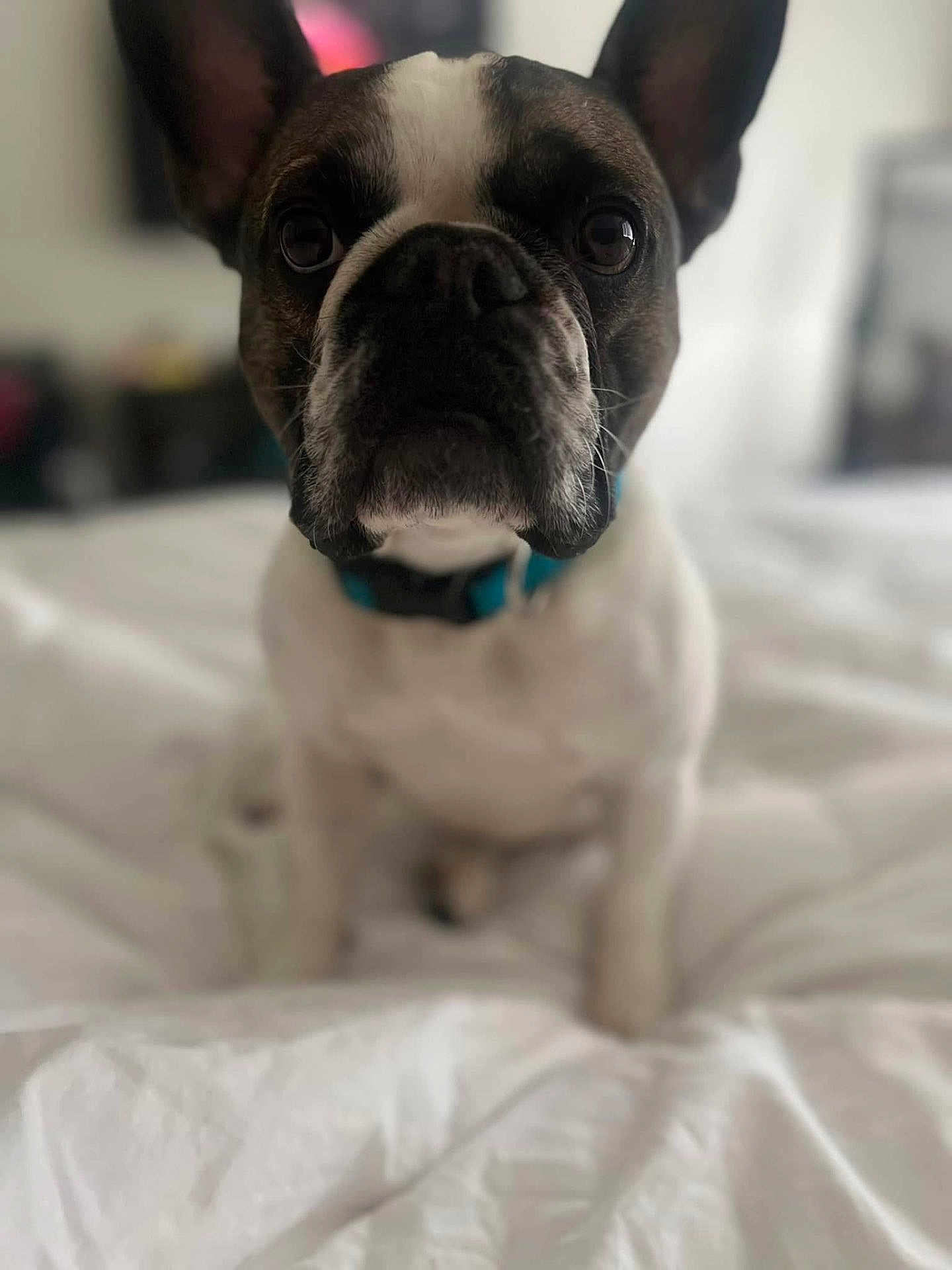 Frank