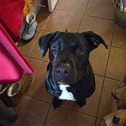 Oreo is registered to the contest to win money with this photo: alert, animal, black, black_dog, brown, companions, curious, cute, dog, domestic, floor, household, indoor, looking_up, pet, room, shoes, tan_dog, tile_floor, white_patch