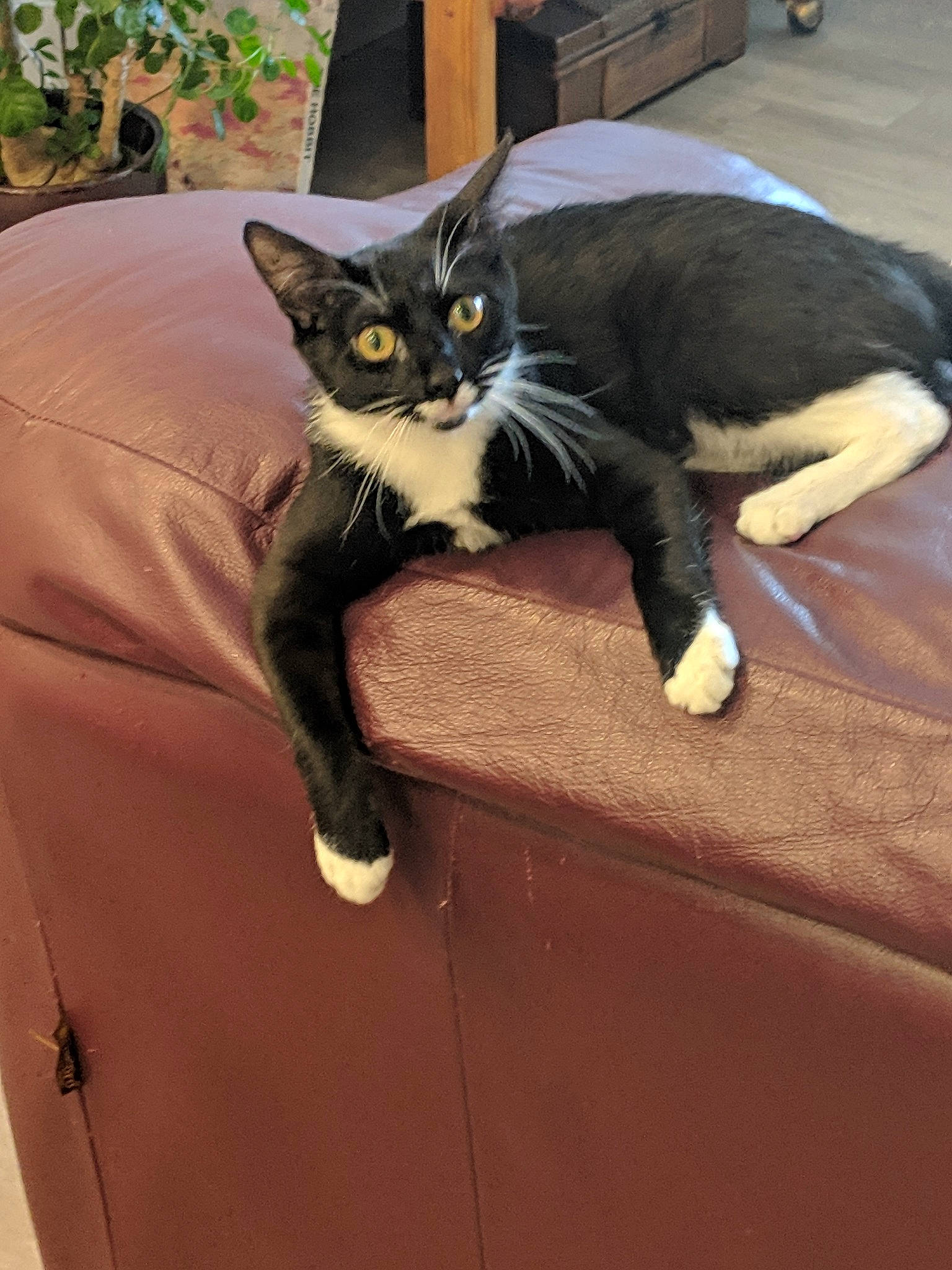 Aphrodite is registered to the contest to win money with this photo: asian, black_cat, bombay, carnivore, cat, domestic_short_haired_cat, european_shorthair, felidae, fur, kitten, mammal, polydactyl_cat, small_to_medium_sized_cats, tail, whiskers