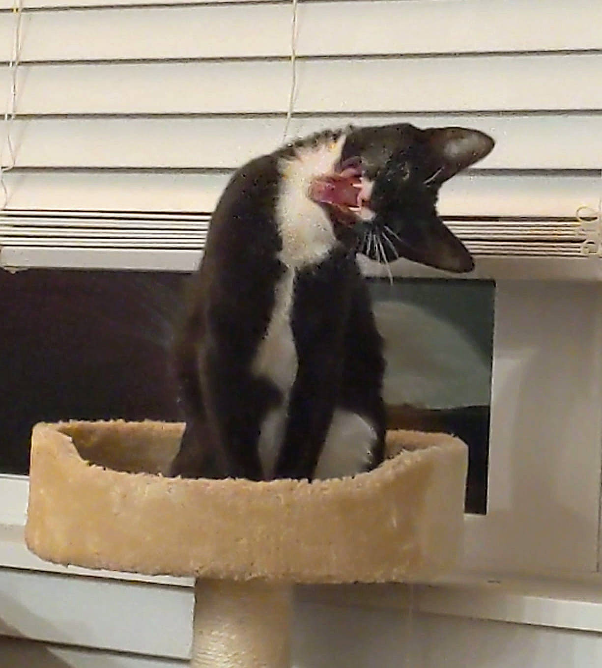 Aphrodite joined the competition — help win amazing prizes! carnivore, cat, felidae, small_to_medium_sized_cats, tail, whiskers, yawn