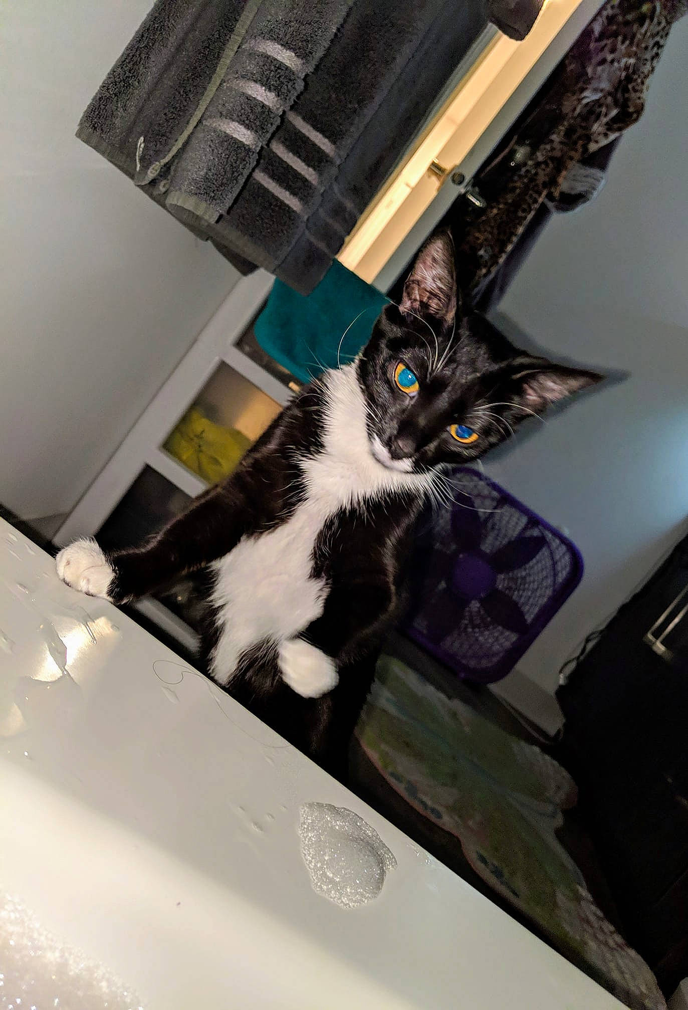 Aphrodite is registered to the contest to win money with this photo: black_and_white, carnivore, cat, domestic_short_haired_cat, felidae, kitten, small_to_medium_sized_cats, whiskers