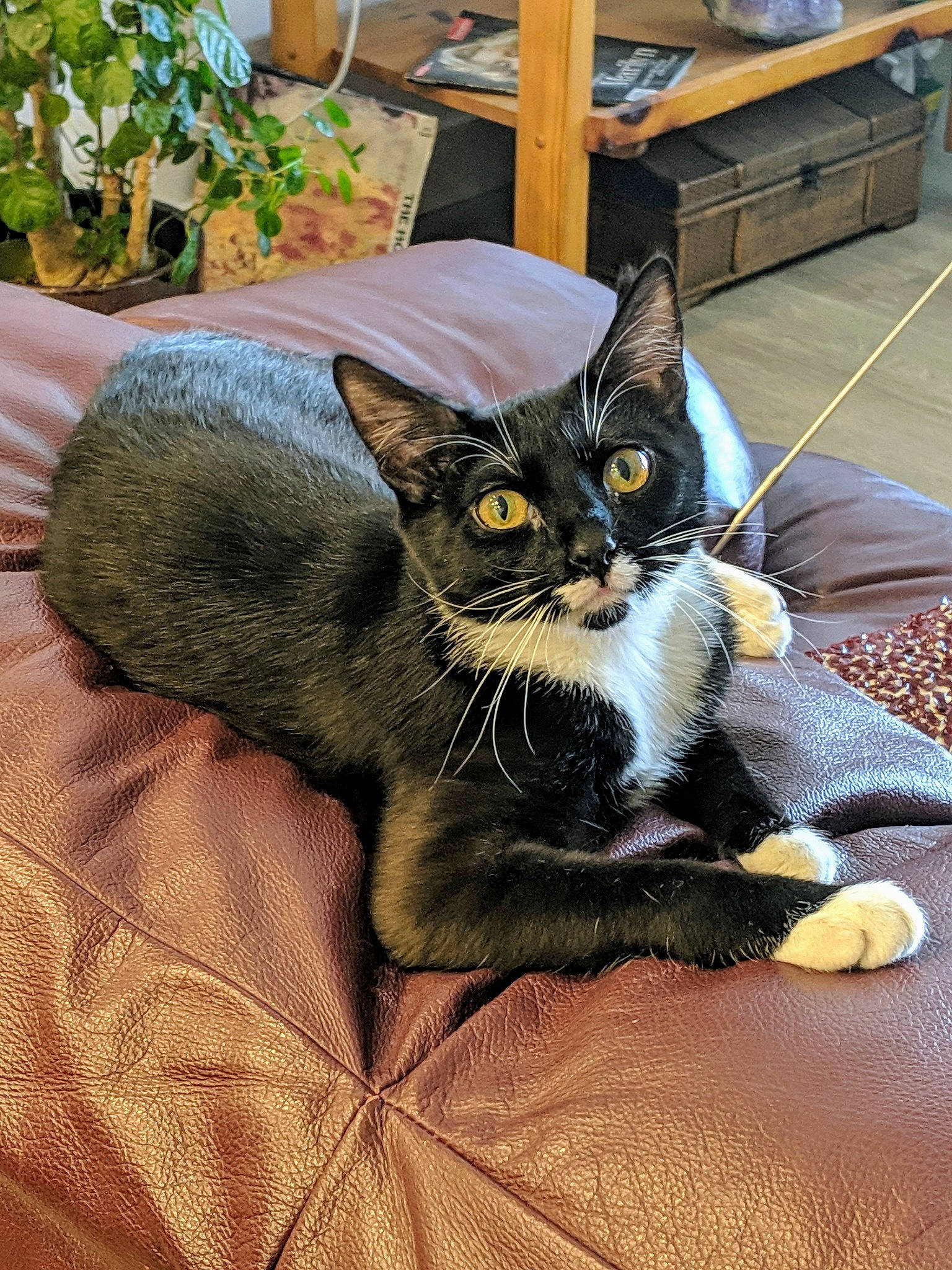 Aphrodite joined the competition — help win amazing prizes! american_shorthair, asian, black_cat, carnivore, cat, claw, domestic_short_haired_cat, european_shorthair, felidae, fur, kitten, mammal, paw, plant, polydactyl_cat, small_to_medium_sized_cats, tabby_cat, whiskers