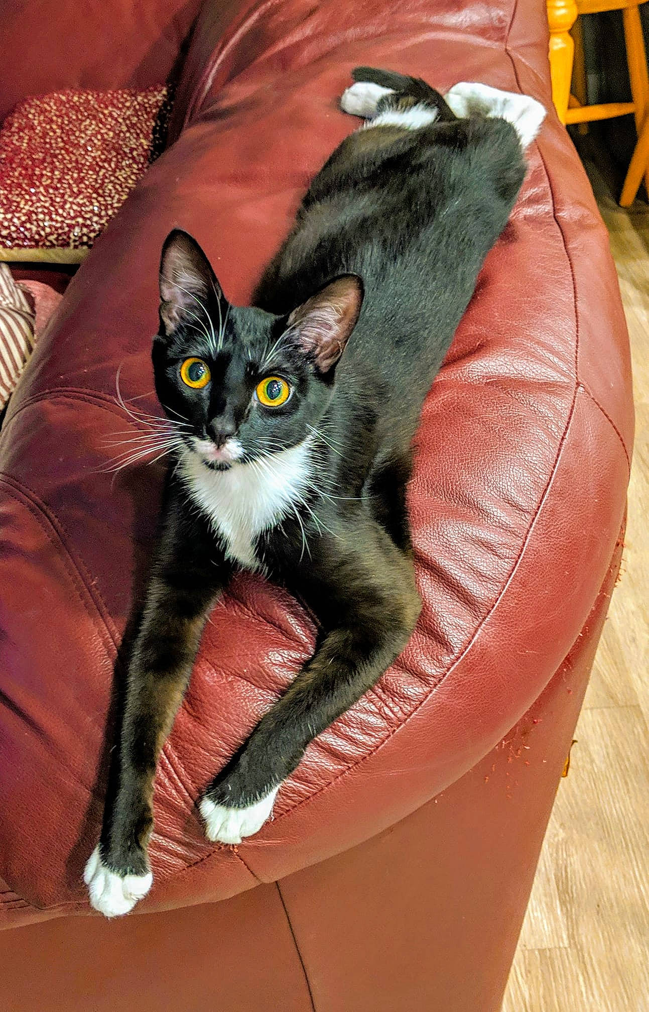 Aphrodite is registered to the contest to win money with this photo: asian, carnivore, cat, claw, domestic_short_haired_cat, felidae, fur, kitten, mammal, small_to_medium_sized_cats, vertebrate, whiskers