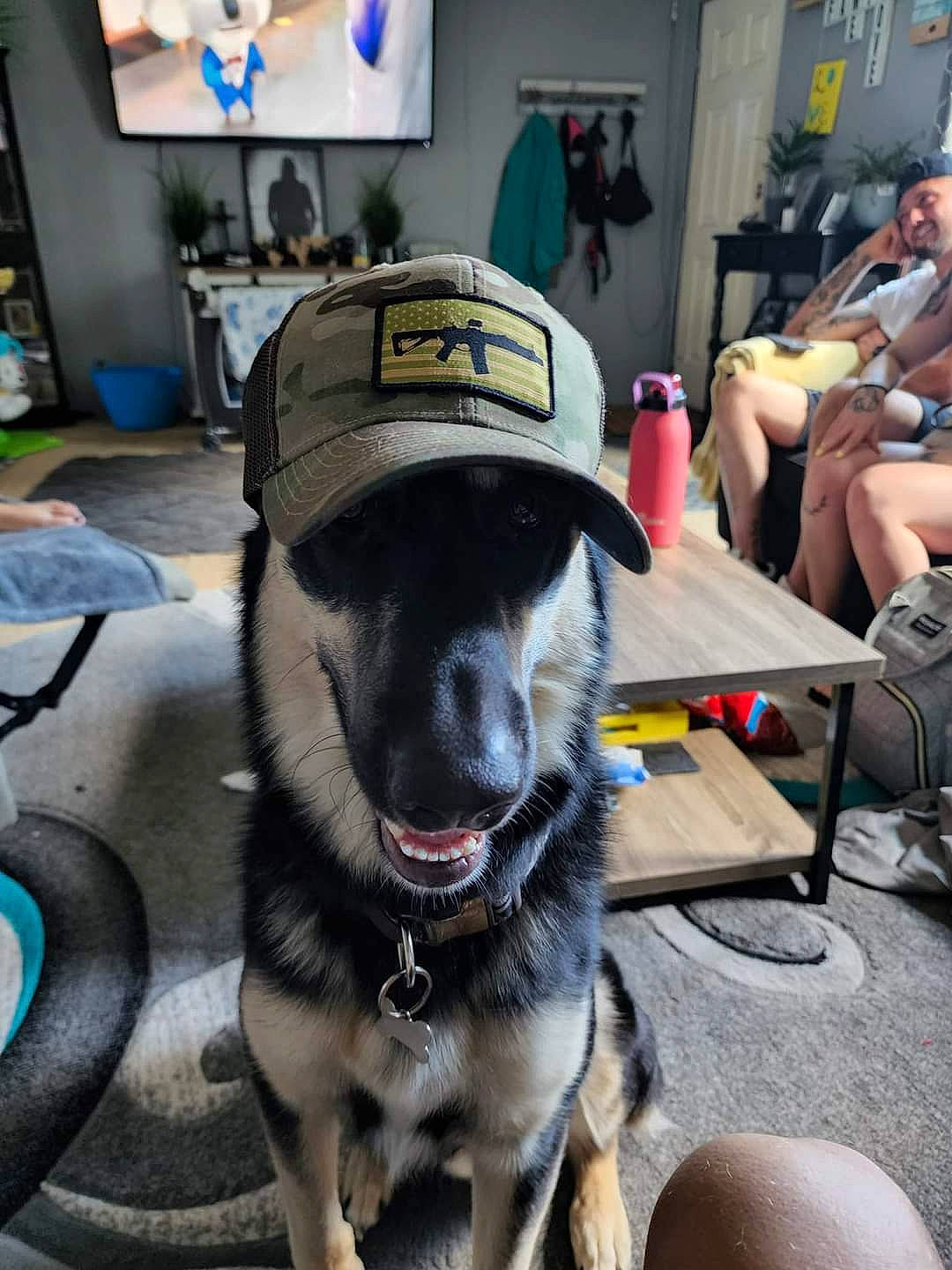 Ruckus is registered to the contest to win money with this photo: carnivore, collar, companion_dog, dog, dog_breed, dog_collar, fashion_accessory, fawn, fur, leash, paw, pet_supply, picture_frame, recreation, selfie, snout, sporting_group, tail, television, working_animal