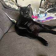 Thor joined the competition — help win amazing prizes! animal, bicycle, black, black_cat, cat, couch, domestic, feline, fur, gray, household, indoor, living_room, looking_at_camera, papers, pet, pillow, relaxed, remote_control, sitting