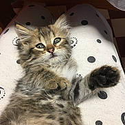 Piou participe au concours pour gagner de l'argent avec cette photo : kitten, cat, tabby, fluffy, paw, polka_dot, fabric, cute, pet, animal, fur, whiskers, relaxed, indoor, close_up, soft, playful, young, lying_down, adorable